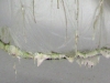 Popelotti